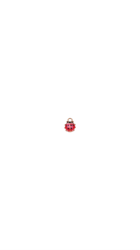 ladybug